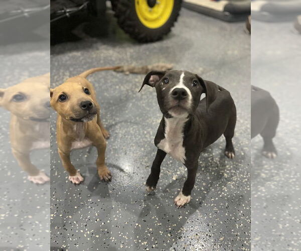 Medium Photo #4 American Pit Bull Terrier-Labrador Retriever Mix Puppy For Sale in Brewster, NY, USA