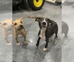 Small #3 American Pit Bull Terrier-Labrador Retriever Mix