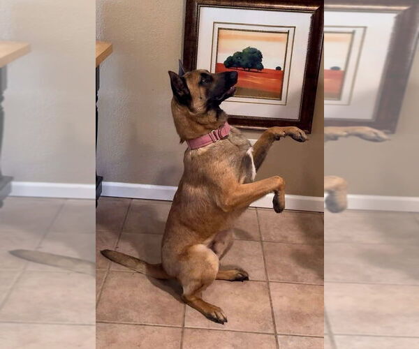 Medium Photo #8 German Shepherd Dog-Unknown Mix Puppy For Sale in Imlay City, MI, USA