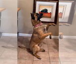Small #7 German Shepherd Dog Mix