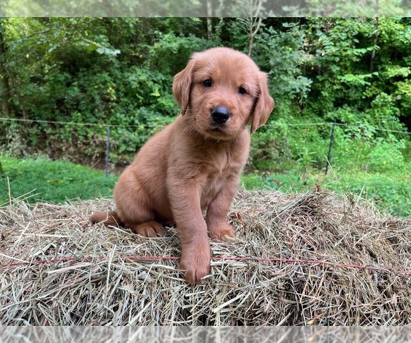 Medium Photo #1 Golden Retriever Puppy For Sale in KINGSPORT, TN, USA