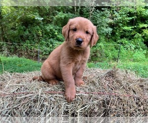 Golden Retriever Puppy for sale in KINGSPORT, TN, USA