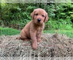 Small Golden Retriever