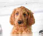 Small Photo #2 Goldendoodle Puppy For Sale in RED LION, PA, USA