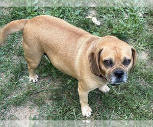 Mother of the Puggle puppies born on 06/12/2025