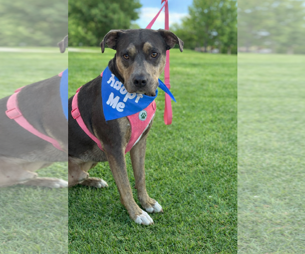 Medium Photo #6 Mutt Puppy For Sale in Euless, TX, USA