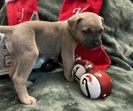 Puppy Doja Cat Cane Corso