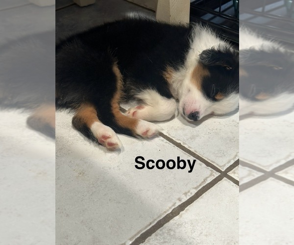 Medium Photo #15 Miniature Australian Shepherd Puppy For Sale in LAKELAND, FL, USA