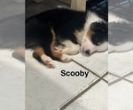 Small Photo #15 Miniature Australian Shepherd Puppy For Sale in LAKELAND, FL, USA