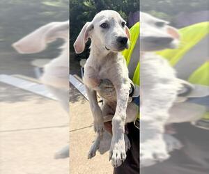 Labrador Retriever-Unknown Mix Dogs for adoption in San Antonio, TX, USA
