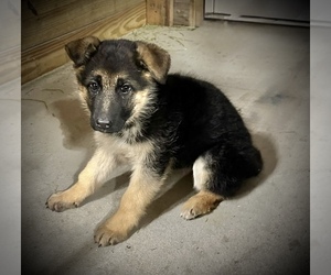 German Shepherd Dog Puppy for Sale in MAYSVILLE, Missouri USA
