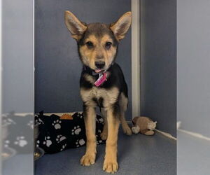 Australian Kelpie-Unknown Mix Dogs for adoption in Fort Collins, CO, USA