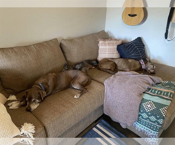 Medium Photo #2 Mutt Puppy For Sale in  Ramona, CA, USA