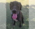 Small #3 Great Dane Mix