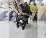 Small American Bulldog