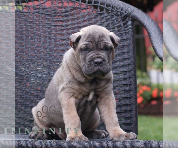 Medium Photo #3 Cane Corso Puppy For Sale in LANCASTER, PA, USA