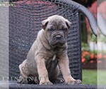Small #2 Cane Corso