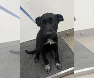 Labrador Retriever-Unknown Mix Dogs for adoption in HESPERIA, CA, USA