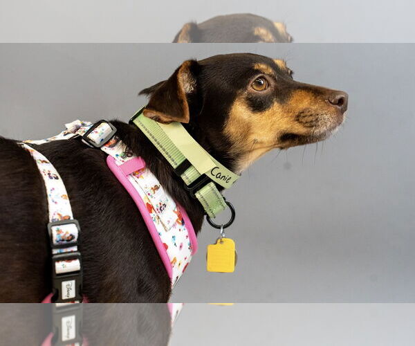 Medium Photo #3 Rat-Cha Puppy For Sale in Princeton, MN, USA