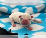 Small Photo #2 French Bulldog Puppy For Sale in STKN, CA, USA