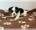 Small #2 Havanese