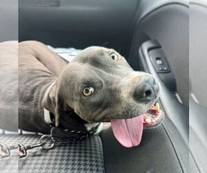 American Pit Bull Terrier-Unknown Mix Dogs for adoption in Rowlett, TX, USA
