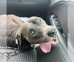 Small American Pit Bull Terrier Mix