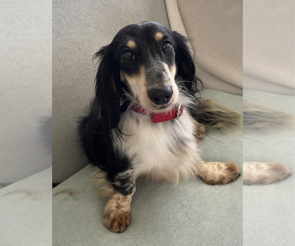 Medium Photo #3 Dachshund Puppy For Sale in Weston, FL, USA