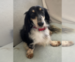 Small #2 Dachshund
