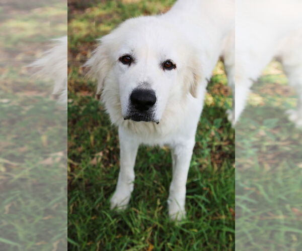 Medium Photo #9 Great Pyrenees Puppy For Sale in Dallas, TX, USA