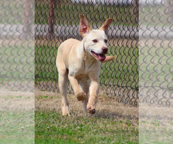 Medium Photo #1 Labrador Retriever-Unknown Mix Puppy For Sale in Grovetown, GA, USA