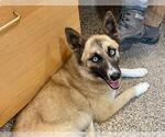 Small Siberian Husky Mix