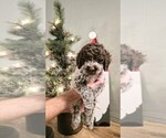 Puppy Solo Spot Lagotto Romagnolo