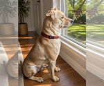 Small Photo #10 Labrador Retriever-Unknown Mix Puppy For Sale in Euless, TX, USA
