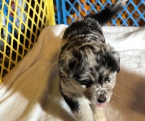 Medium Photo #4 Australian Shepherd-Miniature Australian Shepherd Mix Puppy For Sale in PETERSBURG, IL, USA