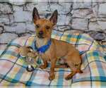 Small #4 Chihuahua