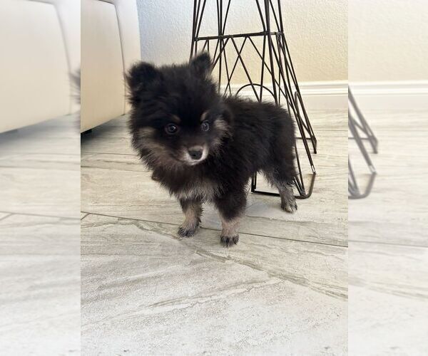 Medium Photo #12 Pomsky Puppy For Sale in PORTERVILLE, CA, USA