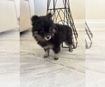 Small #11 Pomsky