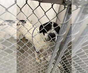 Border Collie-Unknown Mix Dogs for adoption in Temple, TX, USA