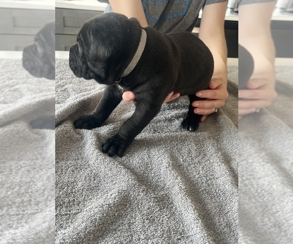 Medium Photo #30 Cane Corso Puppy For Sale in HORACE, ND, USA