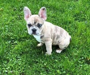 French Bulldog Puppy for sale in BERRIEN SPRINGS, MI, USA