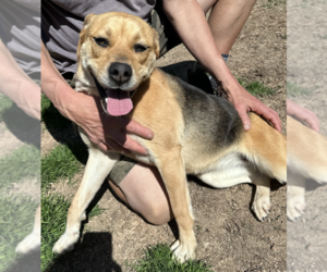 Lorilei - Female Beagle Dog for Adoption - Photo #2