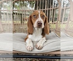 Small Photo #12 Beagle Puppy For Sale in OCALA, FL, USA