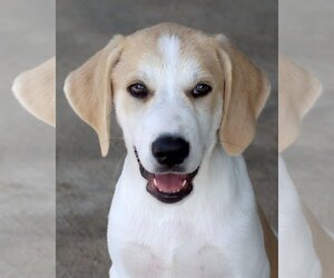 Great Pyrenees-Unknown Mix Dogs for adoption in Green Forest, AR, USA