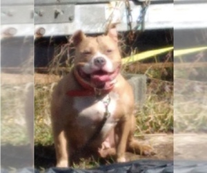 Mother of the American Bully puppies born on 05/29/2021
