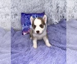 Small #6 Siberian Husky