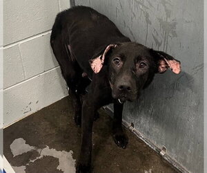 Labrador Retriever-Unknown Mix Dogs for adoption in Tavares, FL, USA
