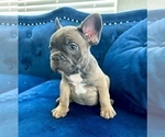 Small #7 French Bulldog