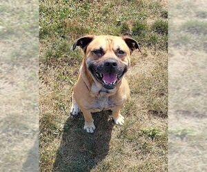 Pug-Unknown Mix Dogs for adoption in Mt. Gilead, OH, USA