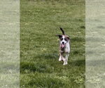 Small #2 Border-Aussie
